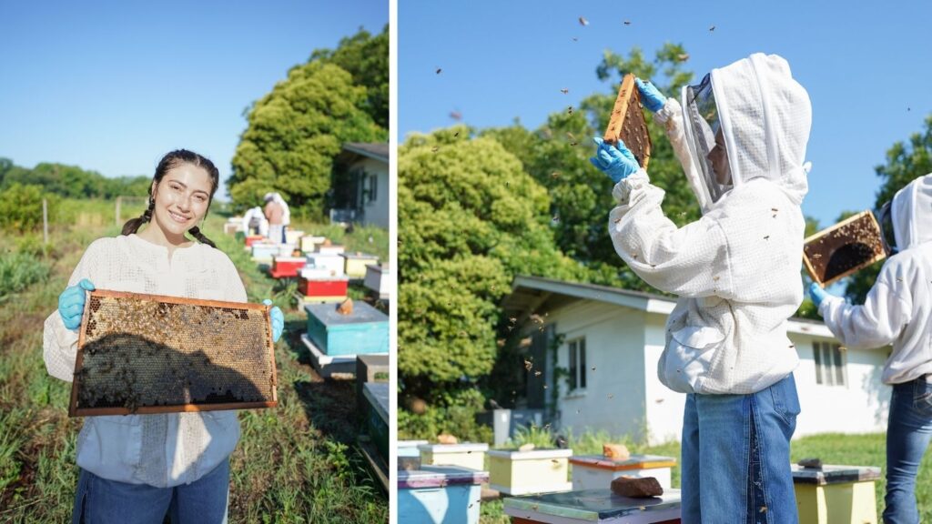 Kiley holds a frame of bees smiling on left, Kiley inspects a frame of bees on right