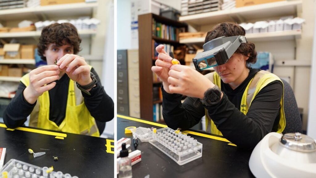 Ryan inspects a flower on left, Ryan wears magnifying eyewear on right