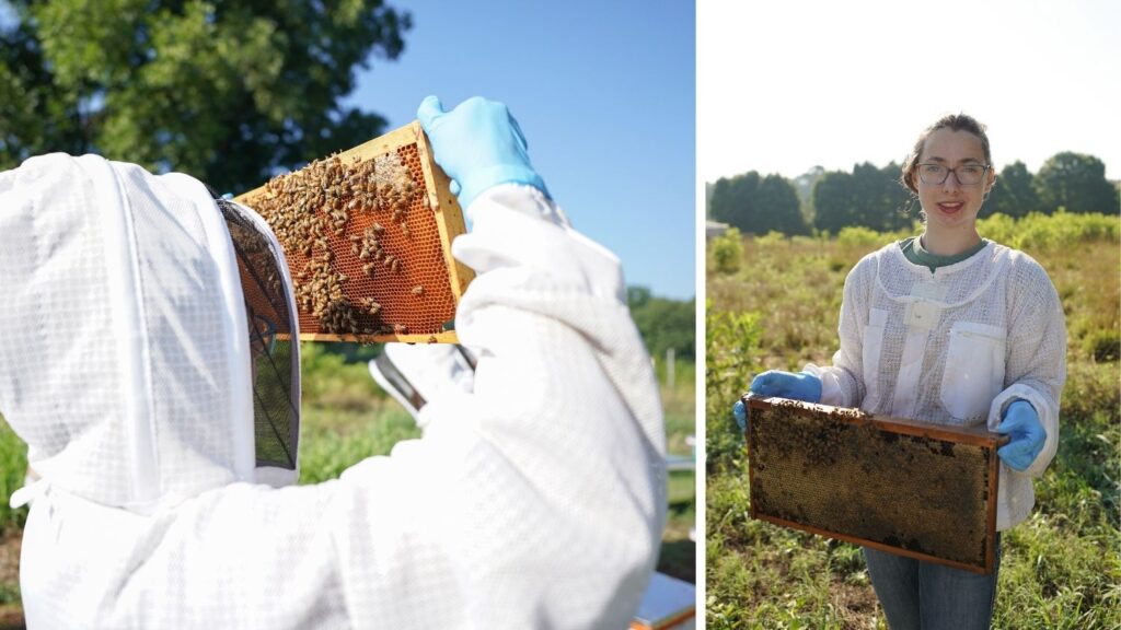 Victoria inspects a frame of bees on left, Victoria holds a frame of bees on right