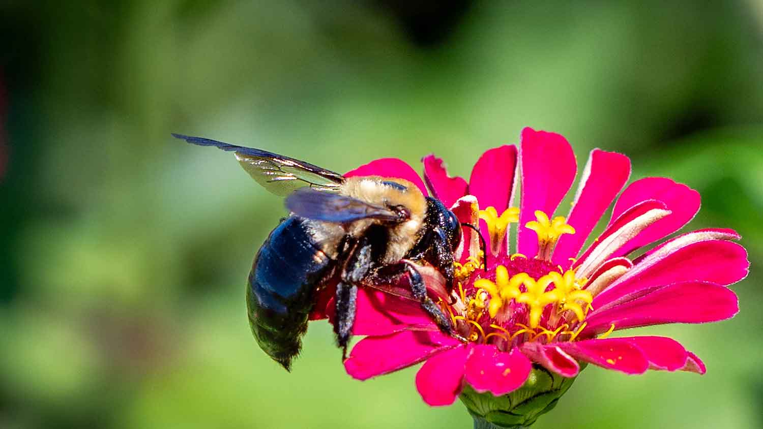 a bumble bee gets pollen from a bright pink flower