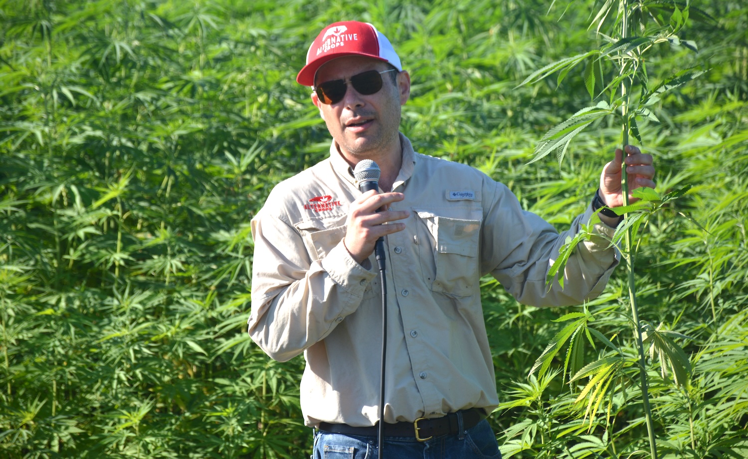 Man in a farm field, holding a microphone in one hand and the stalk of a hemp plant in the other.