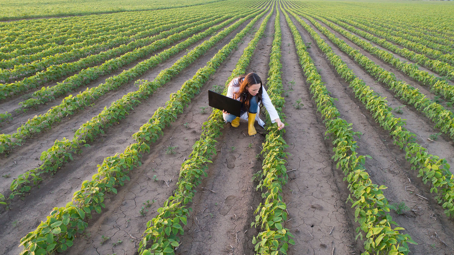 an aerial view of an agronomist in a soybean field with a computer