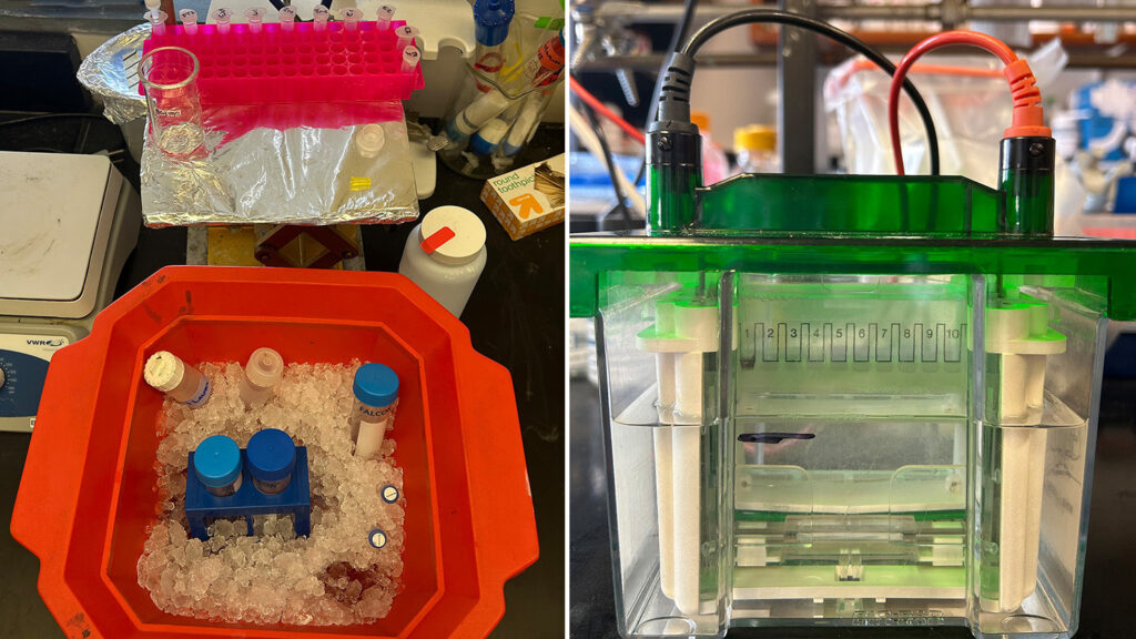 a small clear container with a white structure inside with a green lid and grey and organge plugs coming out of the top and a red vial tray holding clear plastic tubes sits on a foil covered tray next to an orange bucket filled with ice and different sizes of clear tubes with blue, white and clear lids