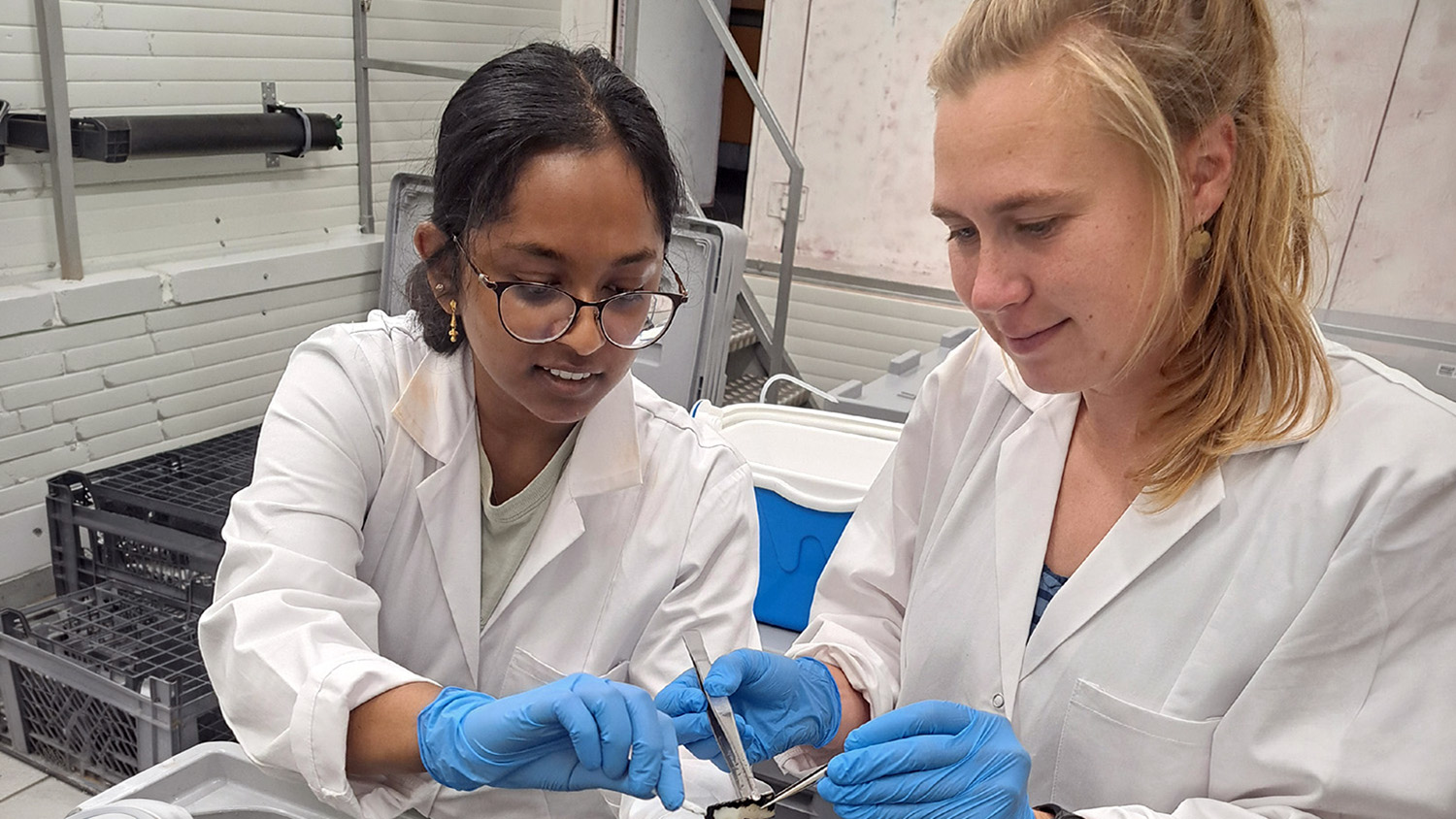 two women in white lab coats wearing blue latex gloves use tweezers to look at samples of degrading bioplastics
