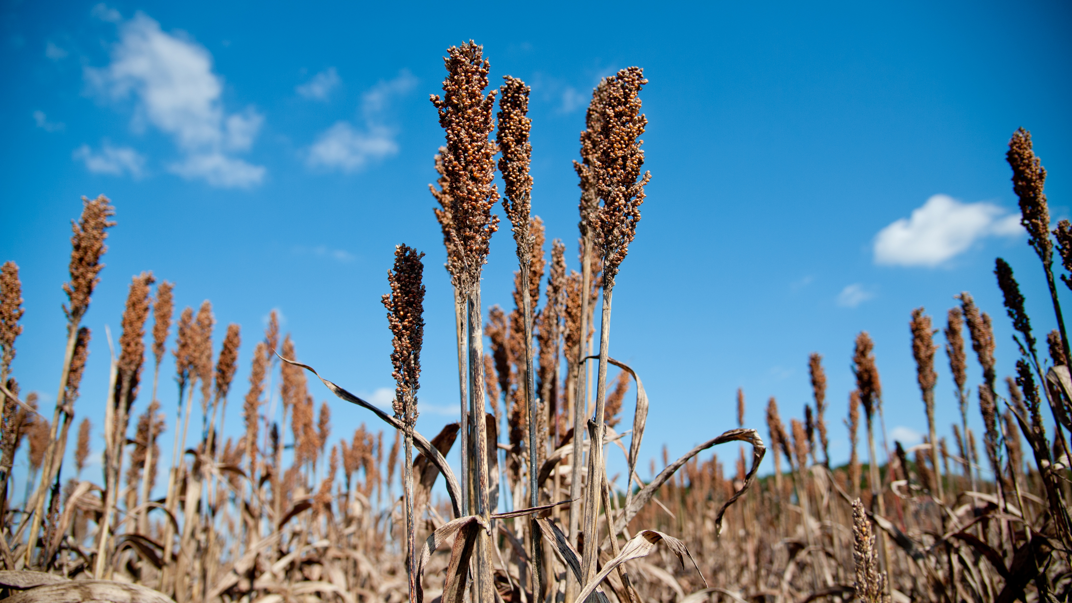 Field of sorghum ready for harvest.