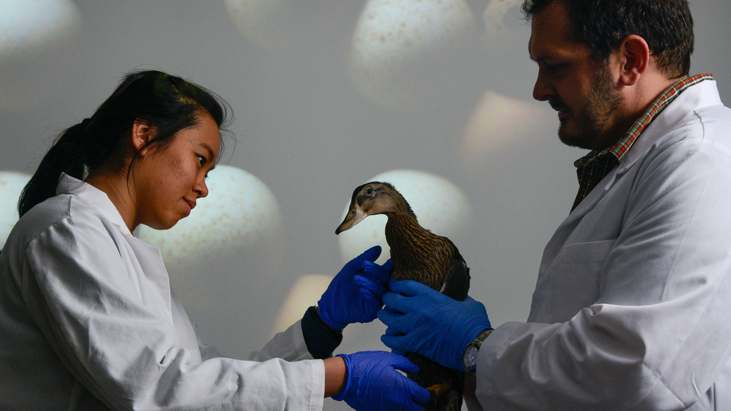 Two NC&#160;State researchers examine a duck.