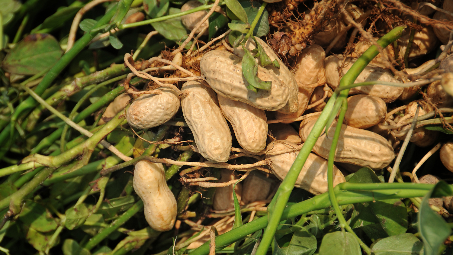 peanuts in field