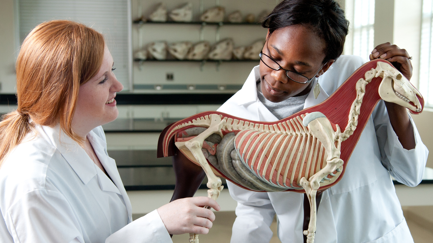 Researches examine model of horse skeleton