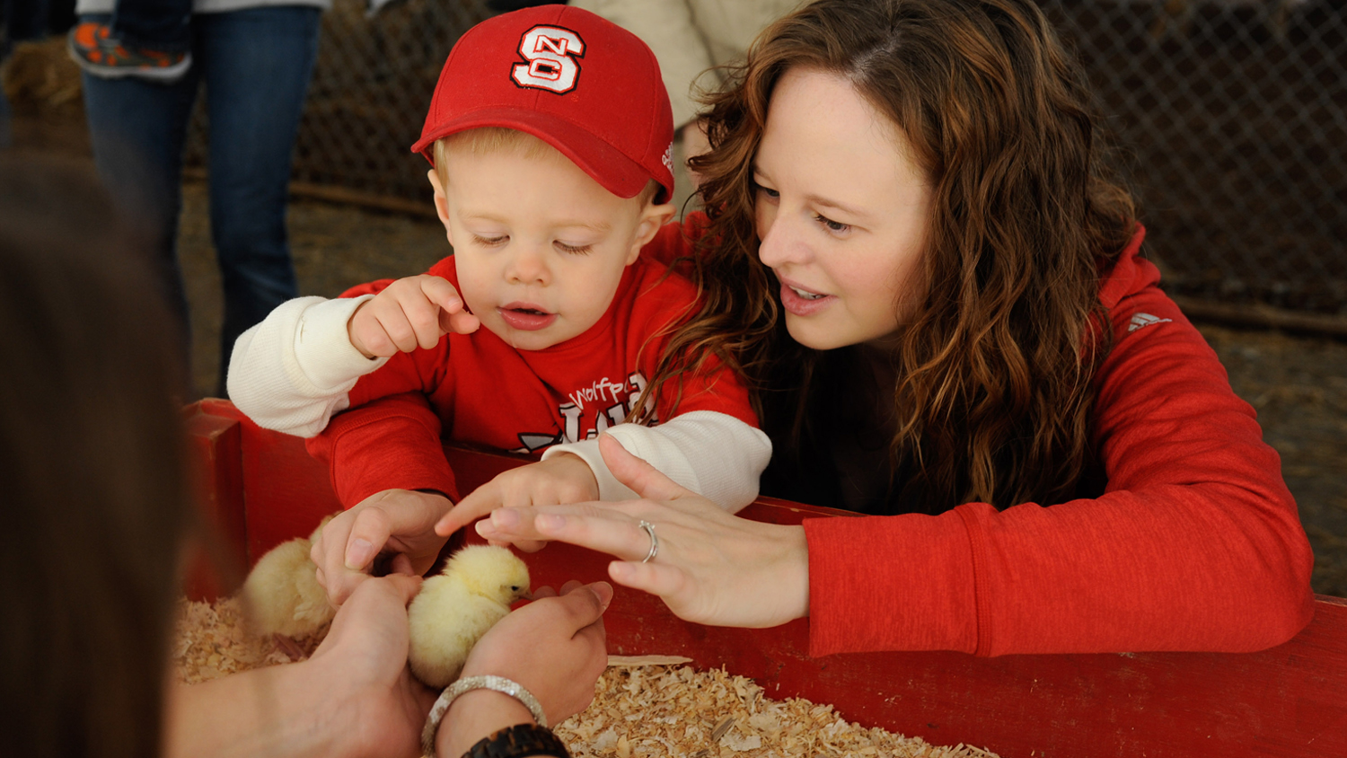 A young child and a woman petting baby chickens.