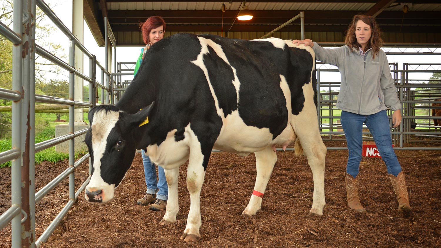 NC State students care for a cow at a university facility.