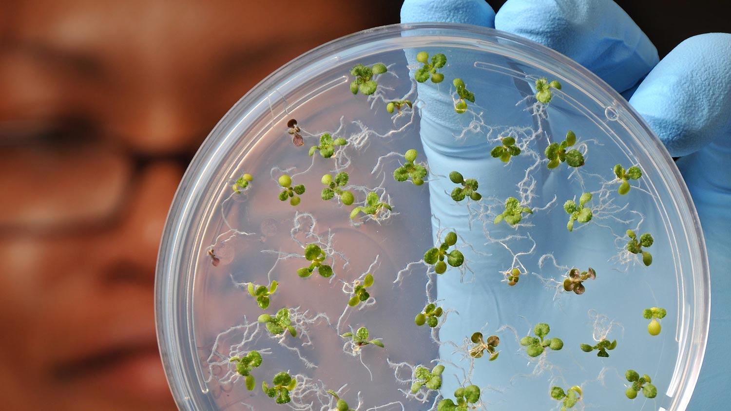 A researcher holds up a petri dish of sprouting seedlings for a close-up.