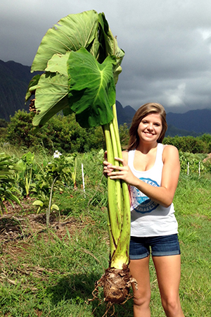 Sophomore political science and agricultural science major Montana York harvesting a taro plant in Hawaii.