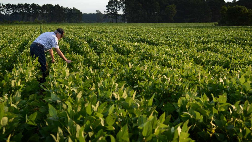 photo of farmer looking at crops considering giving land to CALS