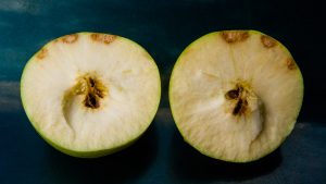 Apple with brown spots caused by brown marmorated stink bugs.