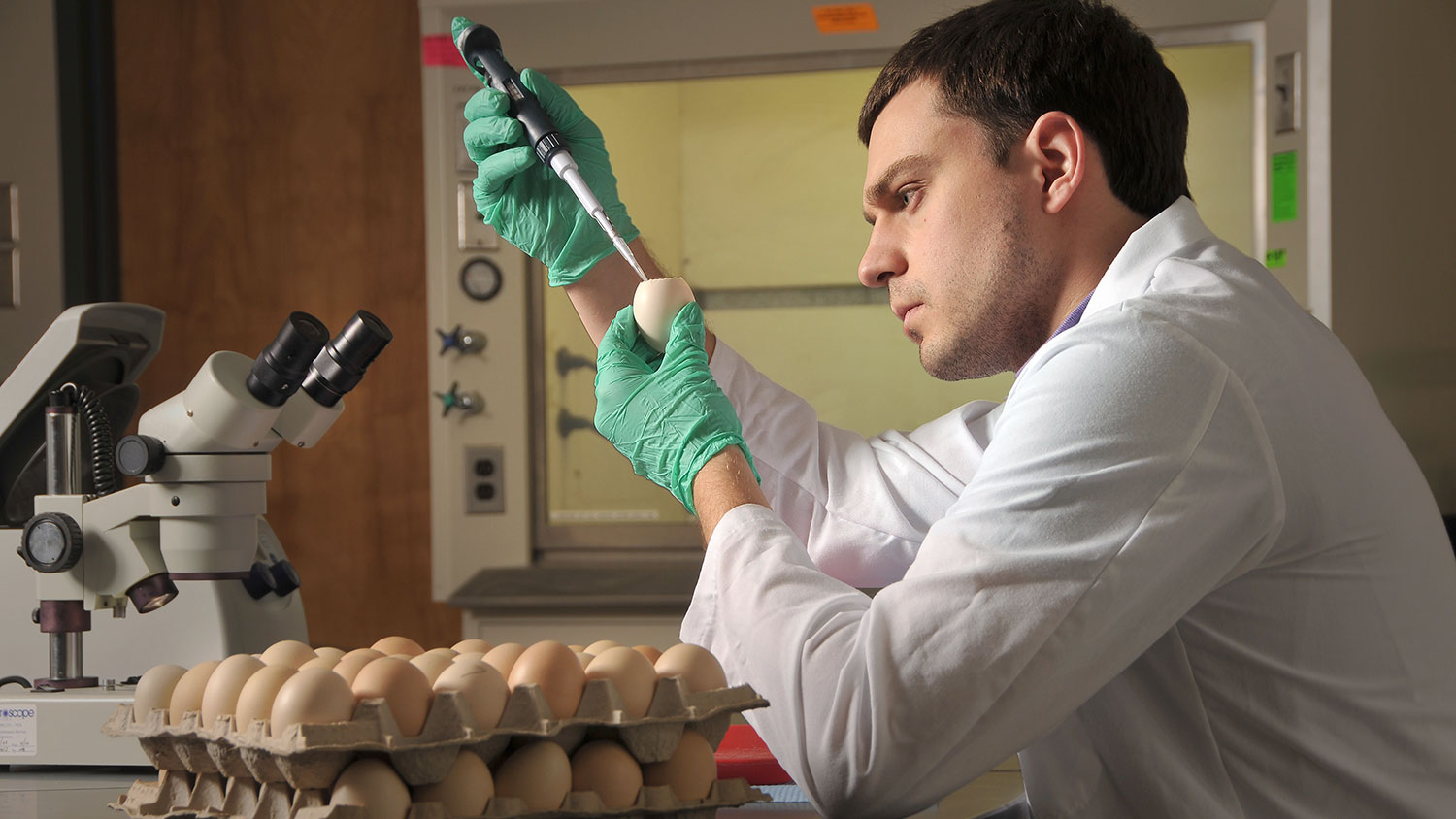 Researcher examining egg in labe