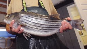 Hybrid Striped Bass at the Aurora Fish Hatchery in Jones County, N.C.