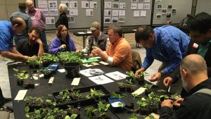 Seated at a large table, Extension agents try their hands at grafting plants.