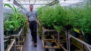 Chuck Gibbs walks among plants in a lighted growth chamber.