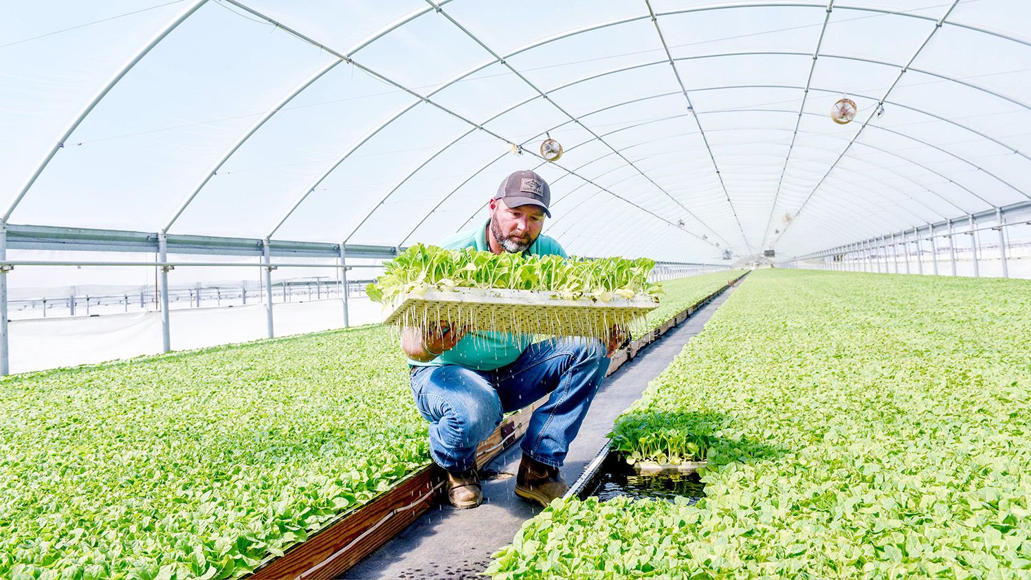 Bryan Salmons holds a tray of tobacco transplants in a Barnes Farming Corp. greenhouse.