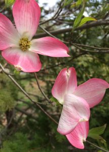 Two pink dogwood blossoms