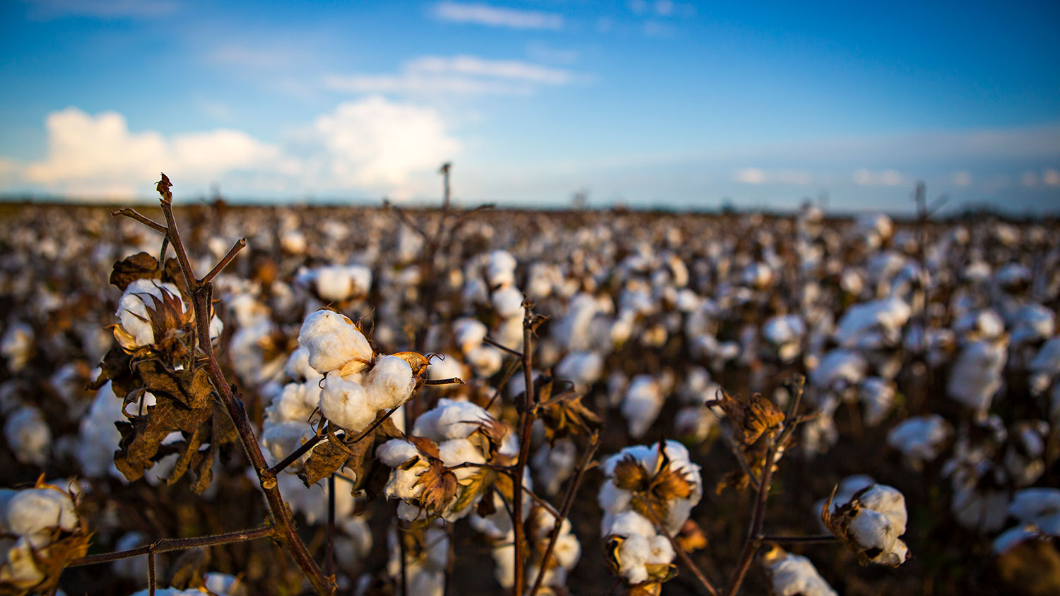 cotton in the field