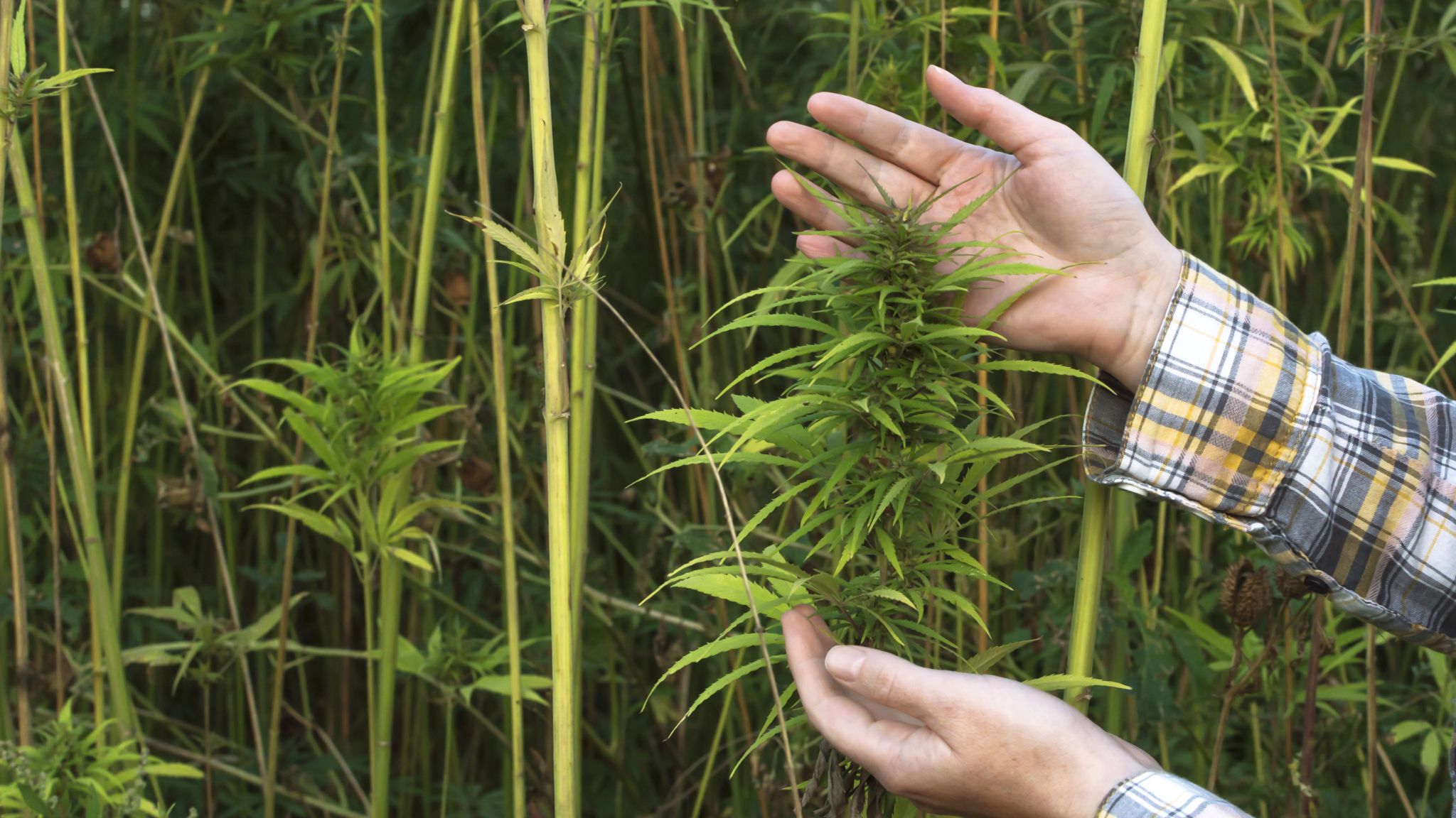 hands holding hemp plant