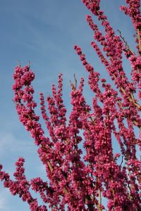 Redbud with bright lavender-pink flowers covering stems.