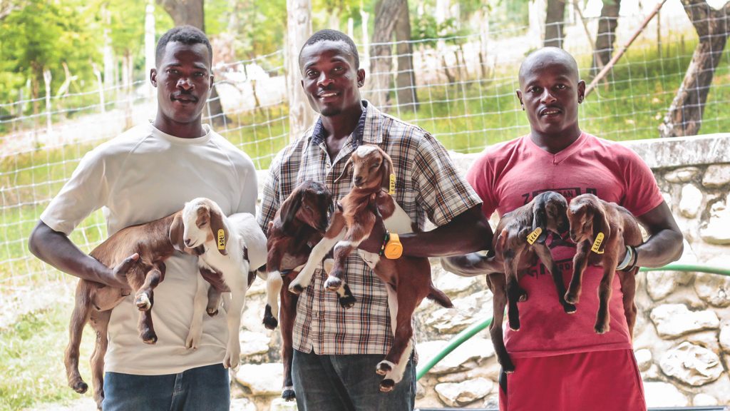 NCSU Haiti Goat Project