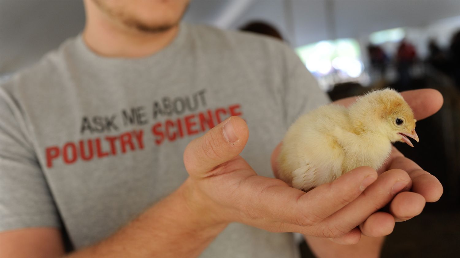 Student wearing Prestage "Ask Me About Poultry Science" t-shirt holding baby chick.
