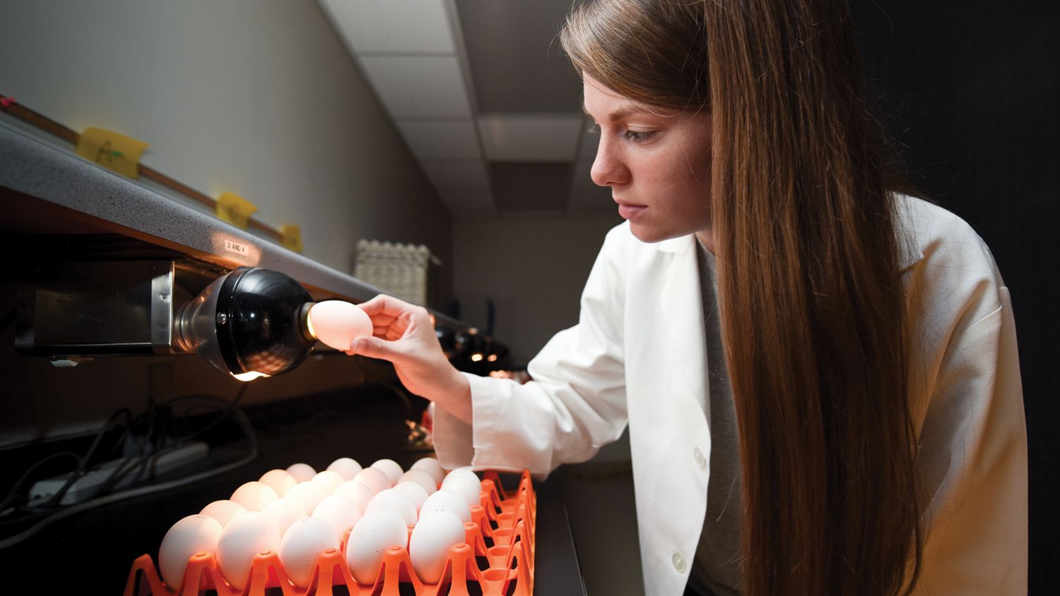 Prestage Poultry Science undergraduate Susan Jones