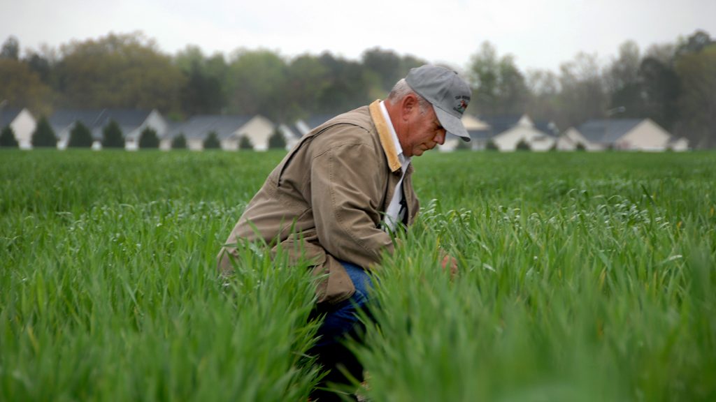 Extension agent looks over research crops planted in Kinston.