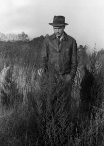 County Agent J. C. Powell examining cedar plantings in 1942.