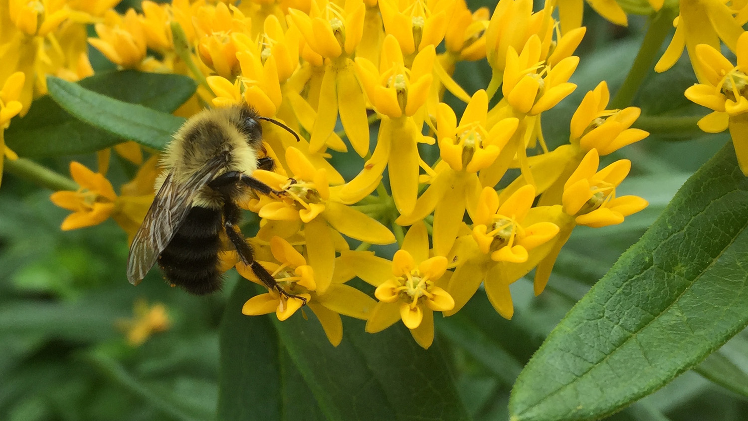 Bee on yellow flower