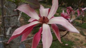 Close up photo of pink magnolia flower