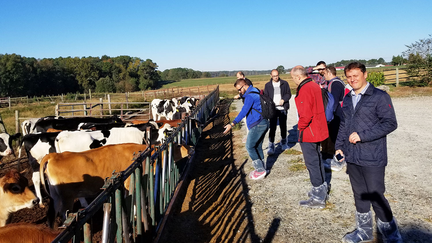 Photo of men and cows at a dairy farm