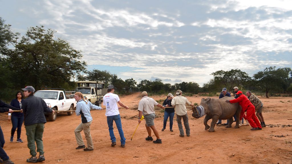 Shweta Trivedi CALS Rhino Study Abroad Vet School