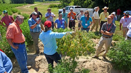 Woman from behind, holding a hemp plant in a farm field with 9 onlookers