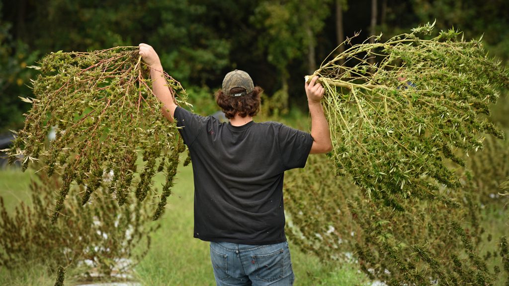 The back of a man holding two hemp plants. 