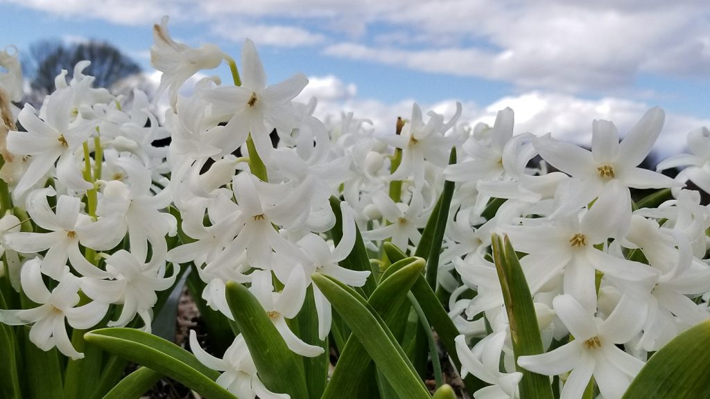A patch of white hyacinths