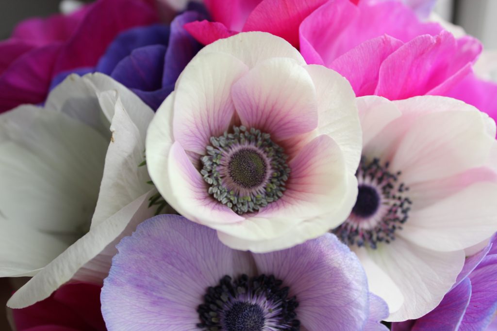 Close-up photo of pink, purple and white anemones