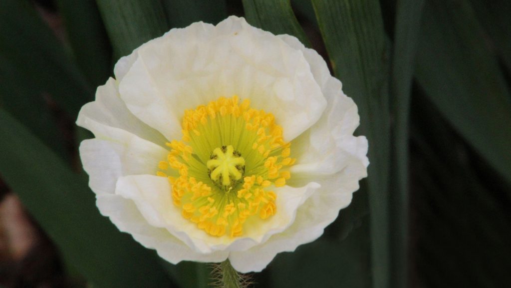 closeup of an icelandic poppy