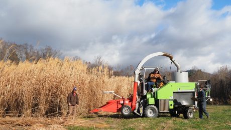Three men from the Mountain Horticultural Crops Research and Extension Center working together to harvest the miscanthus crop.