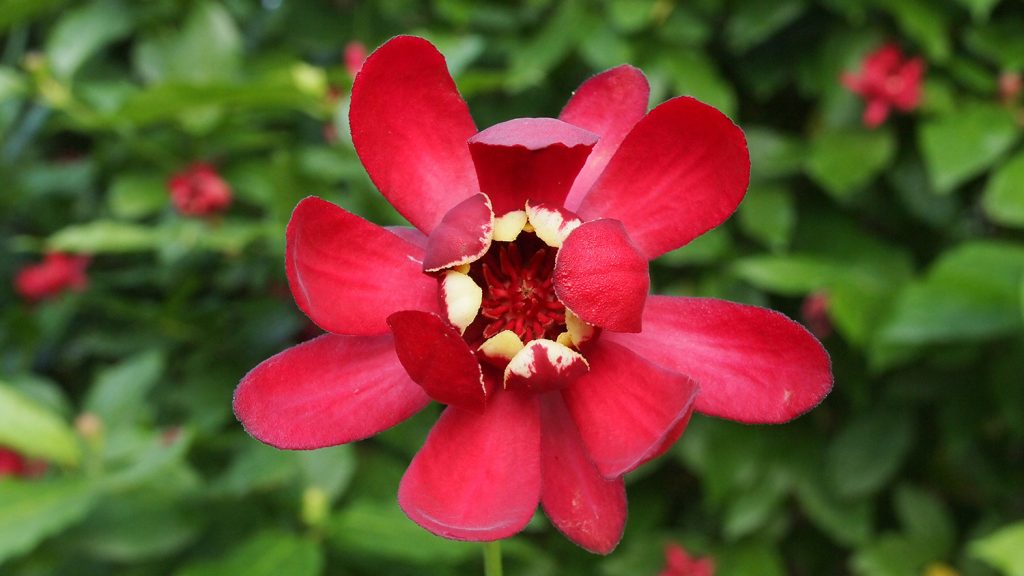 red flower against green foliage