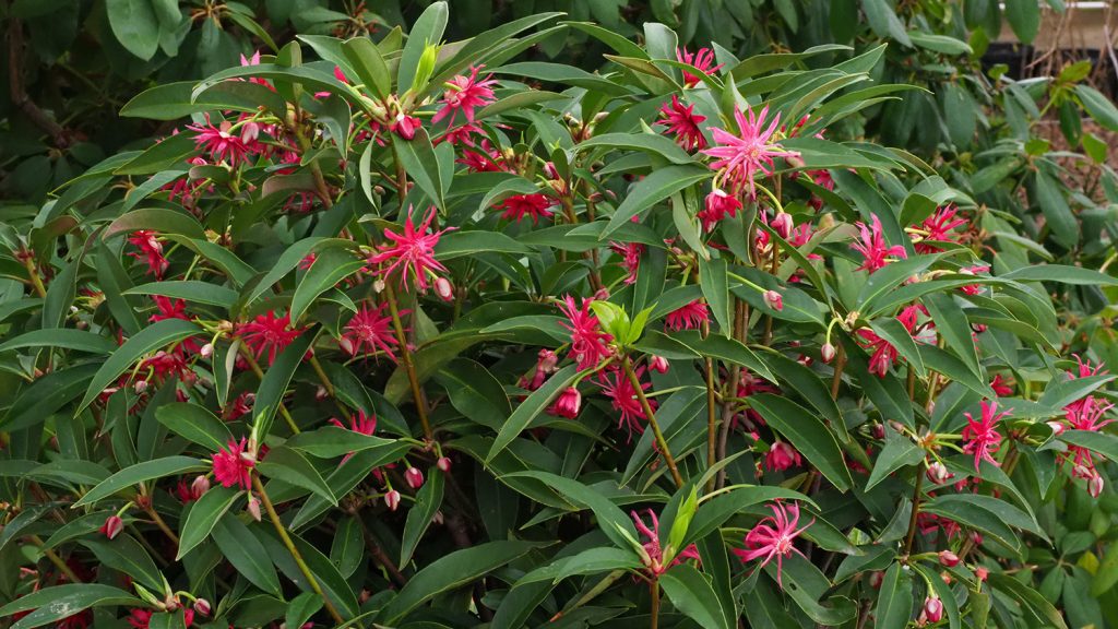 star-shaped red flowers with green pointy foliage