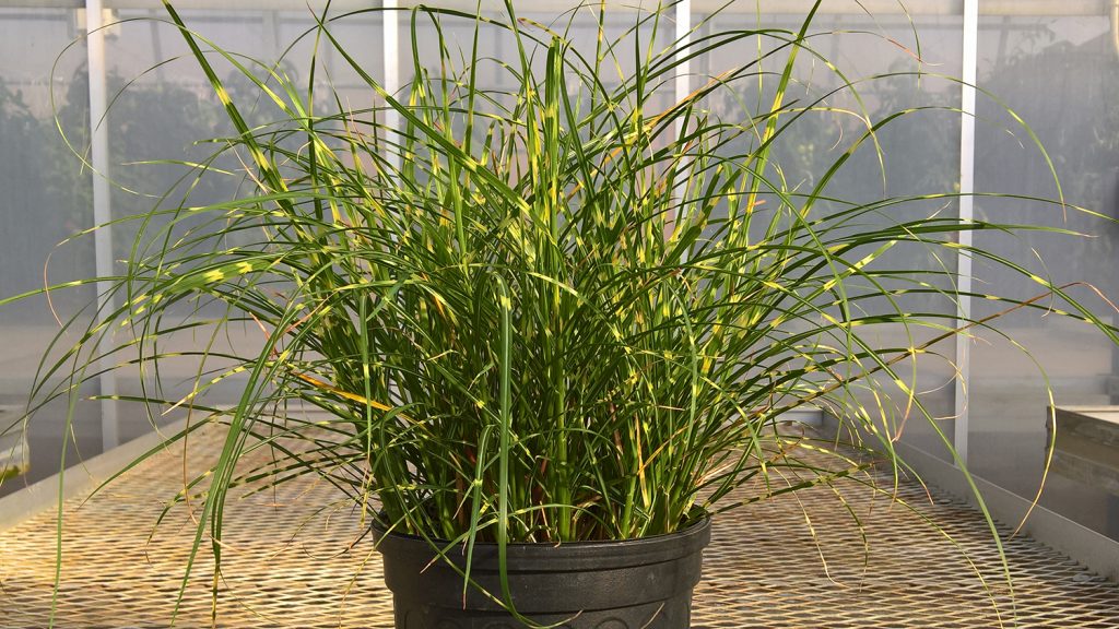 Tall green and yellow grass in a container