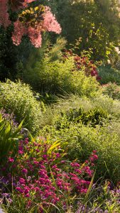 Flowering plants