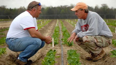 Two farmers squat in a field