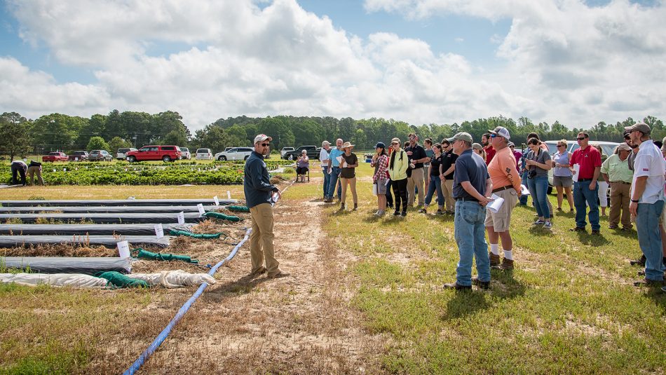 Man addressing a crowd of people looking at strawberry plots.