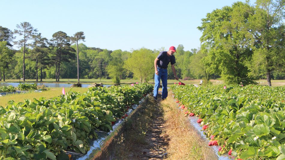 Man walking through strawberry plots.