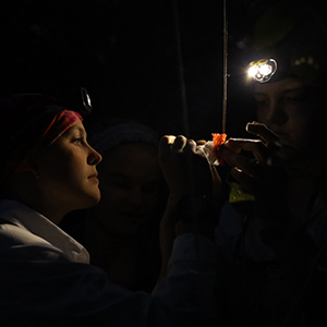 In the dark except for head lamps, students collect ants from sardine baits 